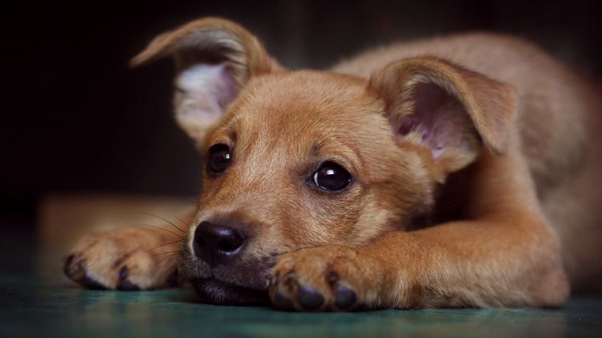 Hocico de un perro negro, un perro mestizo en la calle