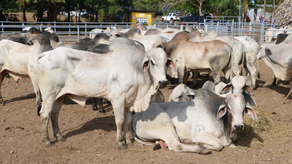 Ganaderos se ven afectados por brotes de gusano barrenador Ganaderos se ven afectados por brotes de gusano barrenador