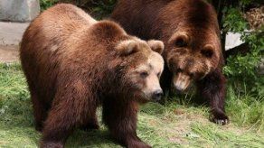 Sobrevive hombre que fue atacado por un oso en Alaska