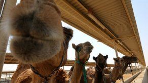 No hay derechos para los camellos del principal mercado de Egipto