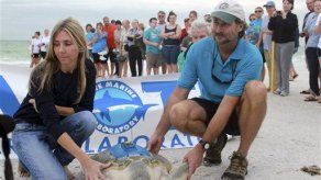 Liberan en Florida a tortuga varada alguna vez en Europa