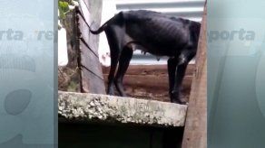 Denuncian caso de maltrato animal en Chilibre