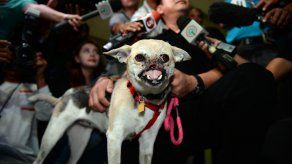 La perra Kabang murió el lunes mientras dormía, dijo Lim en una publicación en Facebook.