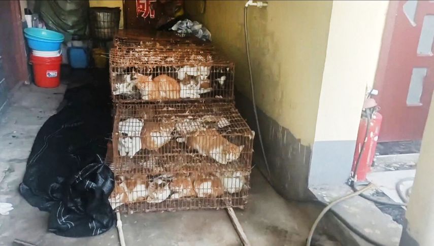 China: Policía rescata a 150 gatos capturados para consumo humano