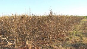 La sequía pone en jaque la producción de yerba mate en Argentina