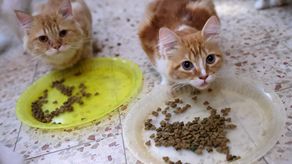 Se garantizará la protección del animal frente al sufrimiento de alejarlo de su hogar y de su vida compartida hasta ese momento.
