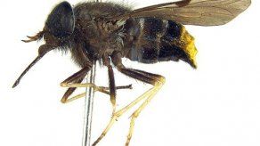 Tábano australiano con trasero dorado es nombrado en honor a Beyo