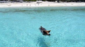 Nadar con cerdos