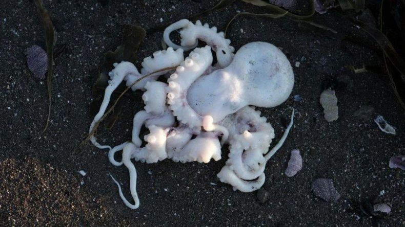 Muerte de animales marinos en la península rusa de Kamchatka plantea temor de desastre ecológico