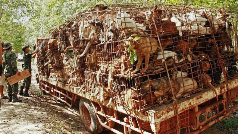 La policía descubre cientos de pieles de perros en selva de Tailandia