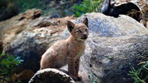 Nace el primer lince en los Pirineos en casi un siglo