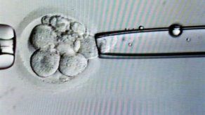 Un juez autoriza a una mujer a una fecundación con semen de su marido muerto
