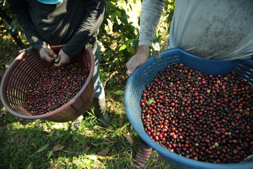 Foto de: Café Duran Ahora incluido en los 71 productos con precio regulado en la canasta básica 