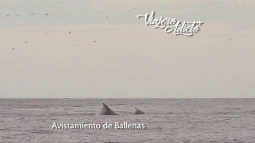¿Dónde disfrutar del avistamiento de ballenas en Panamá?