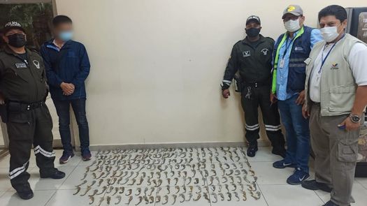 La ley ecuatoriana sanciona con penas de uno a tres años de cárcel los delitos contra la flora y fauna silvestres, apuntó la fiscalía.