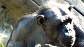 Zoológico de Sídney celebra nacimiento de su trigésimo primer chimpancé