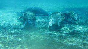 Brasil y Japón mapearán el genoma del manatí amazónico