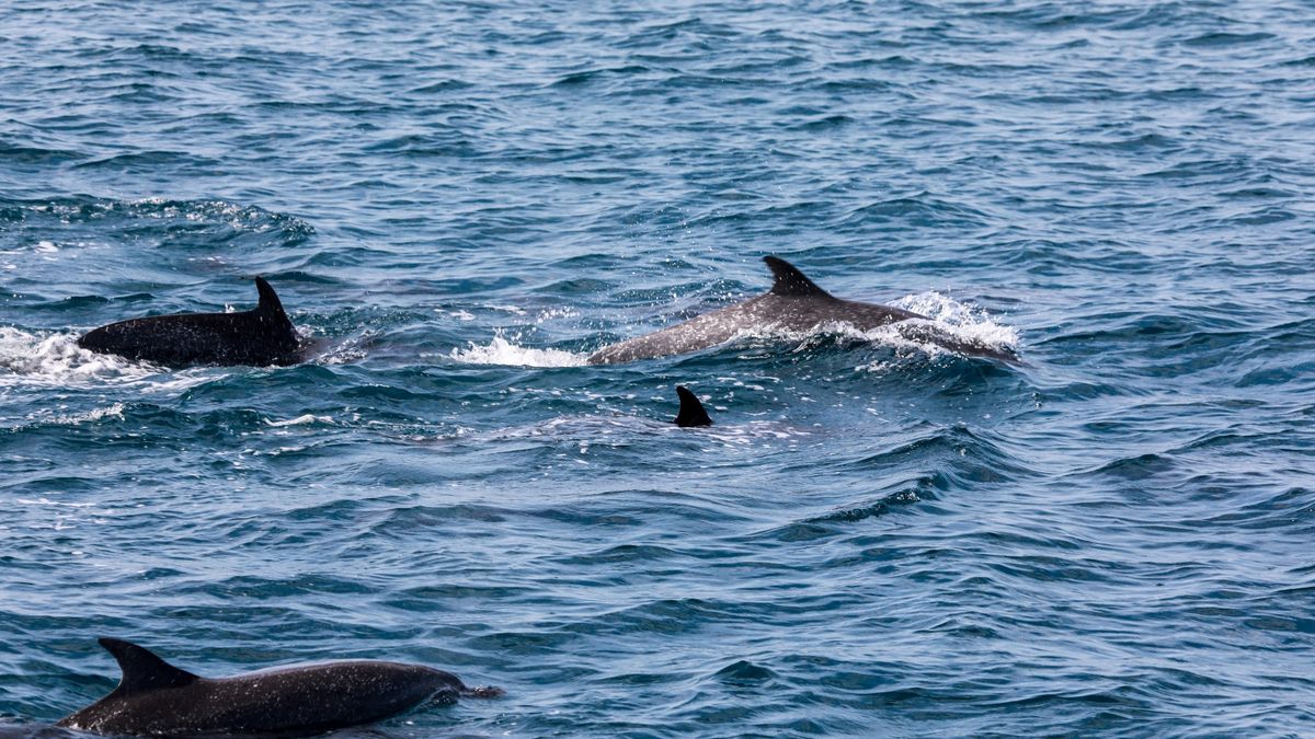 Ruido de motores afecta la detección de cantos de ballenas.