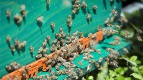 Entrenan abejas para detectar minas en Croacia