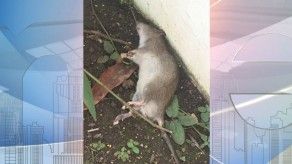 Denuncian proliferación de ratas en Villa Soberanía, residentes hacen un llamado a las autoridades