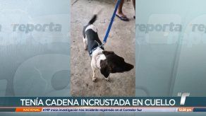 Rescatan a perro abandonado por extranjero en Rana de Oro