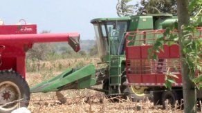Monsanto y productores paraguayos llevarán la soja transgénica al Chaco