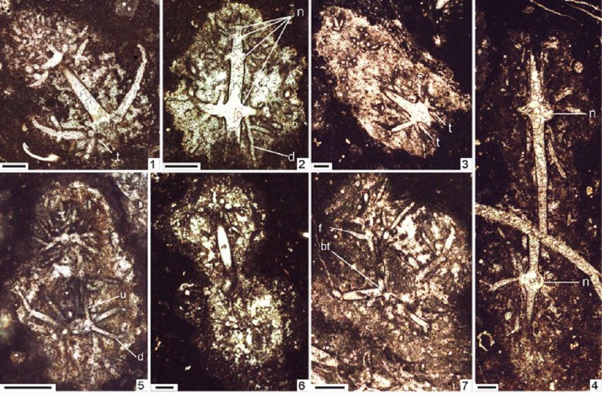 Palaeonitella trifurcata.