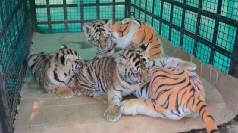 Una mamá de juguete para cachorros de tigre en India