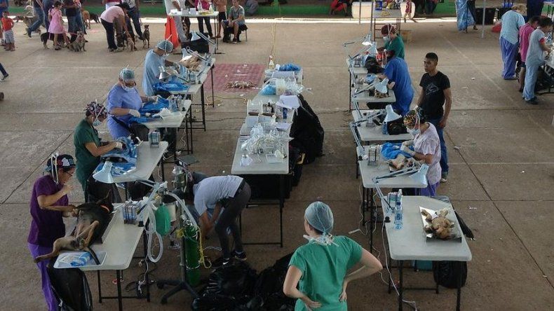 Jornada de esterilización de perros y gatos en San Miguelito