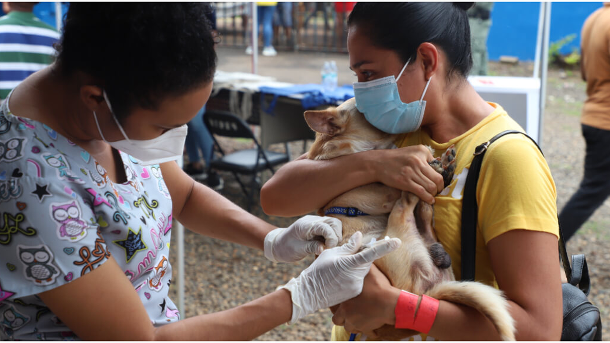 Vacunación de perros ¡gratis! hoy ¿Dónde ir?