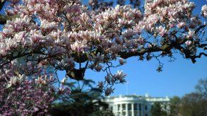 Melania Trump ordena la retirada de una histórica magnolia de la Casa Blanca