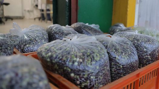 Estudio revela que el guandú congelado conserva su olor Estudio revela que el guandú congelado conserva su olor