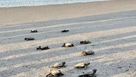 Liberan a más de 300 neonatos de tortuga marina en el Refugio Playa La Barqueta Agrícola. Liberan a más de 300 neonatos de tortuga marina en el Refugio Playa La Barqueta Agrícola.