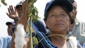 Brasil aplicará sanción comercial a EEUU por subsidios de algodón