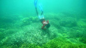 Florida: Muere mujer al practicar snorkeling en los Cayos