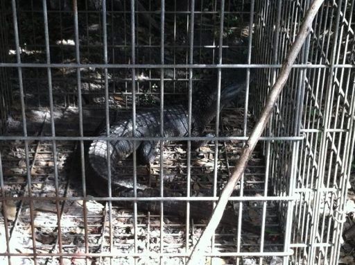 EEUU: pareja tenía caimán, cerdo y decenas de animales más en casa