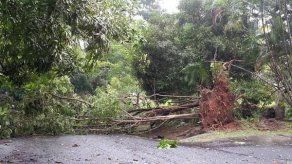 Caída de árboles e inundaciones producto de las fuertes lluvias
