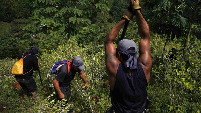 Erradicadores destruyen cultivos de coca en Colombia