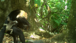 Monos capuchinos secuestran crías de monos aulladores.&nbsp;