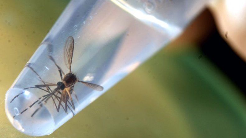 Casos de zika ascienden a 168, detectan nuevos contagios en Guna Yala y San Miguelito