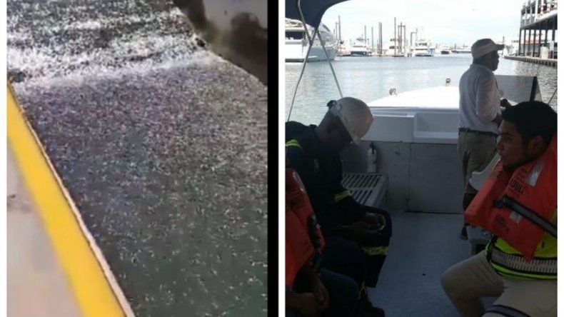 MiAmbiente y AMP investigan mortandad de peces en áreas de Amador