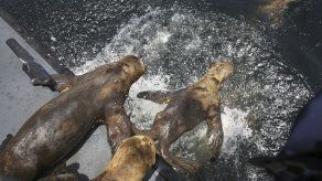 Devuelven al mar nueve leones marinos en Perú