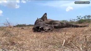 Más de 200 reses han muerto por la sequía en Los Santos