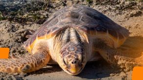 La tortuga boba y su asombroso uso del campo magnético como mapa natural