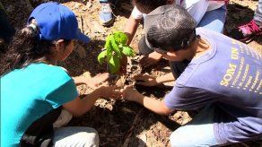 Panamá se une y celebra el Gran Día Nacional de la Reforestación
