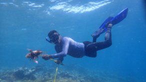Estos ejemplares se han hecho famosos y exóticos por la dañina invasión que están llevando a cabo en el mar Caribe y que se extiende hasta Norteamérica.