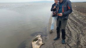 Las imágenes muestran varios cadáveres de focas varados en la playa.
