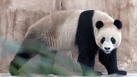 Son la mascota extraoficial de China, que les ha regalado pandas a 20 países. Son la mascota extraoficial de China, que les ha regalado pandas a 20 países.