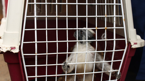 MiAmbiente: ¿Puedo tener un primate como mascota en Panamá? MiAmbiente: ¿Puedo tener un primate como mascota en Panamá?