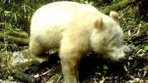 Un raro ejemplar de oso panda albino fue avistado en China